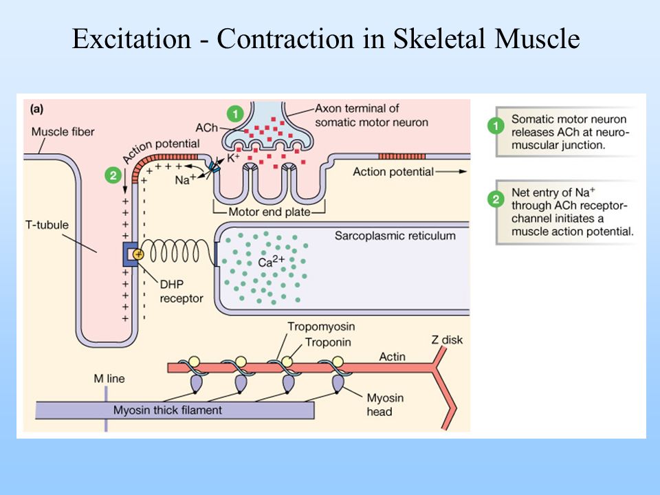 Mechanism of Skeletal Muscle Contraction